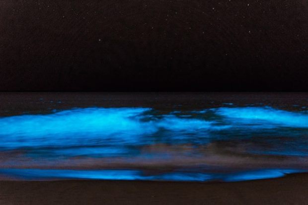 the bio-luminescent plankton 