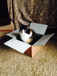 Even Sushi loves Stitch Fix!  Perfectly sized for a cat. In fact on their website they have a section dedicated to cats & dogs in stitch fix boxes!